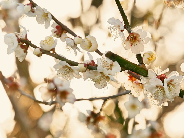 plumblossom