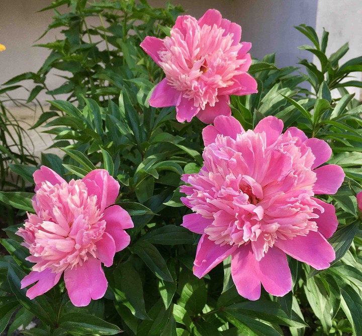 peonies