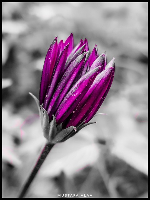 flora, flower壁紙