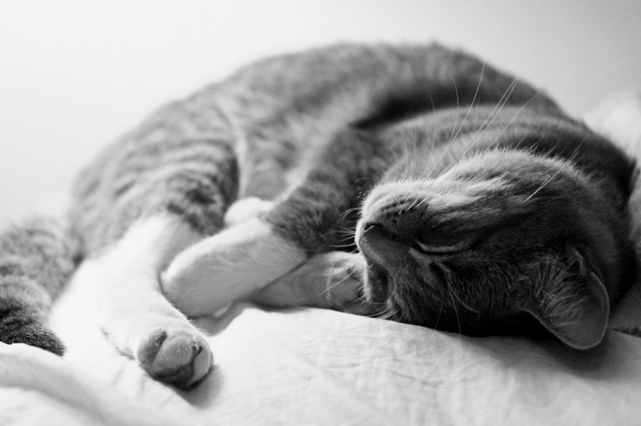 Кошка