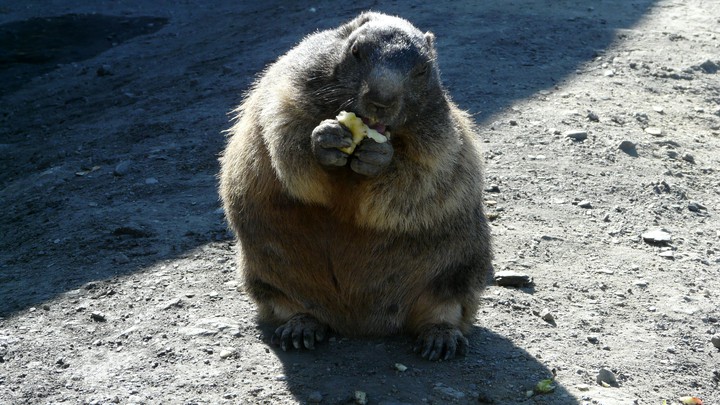 Und immer grüßt das Murmeltier