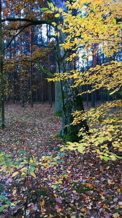 autumn