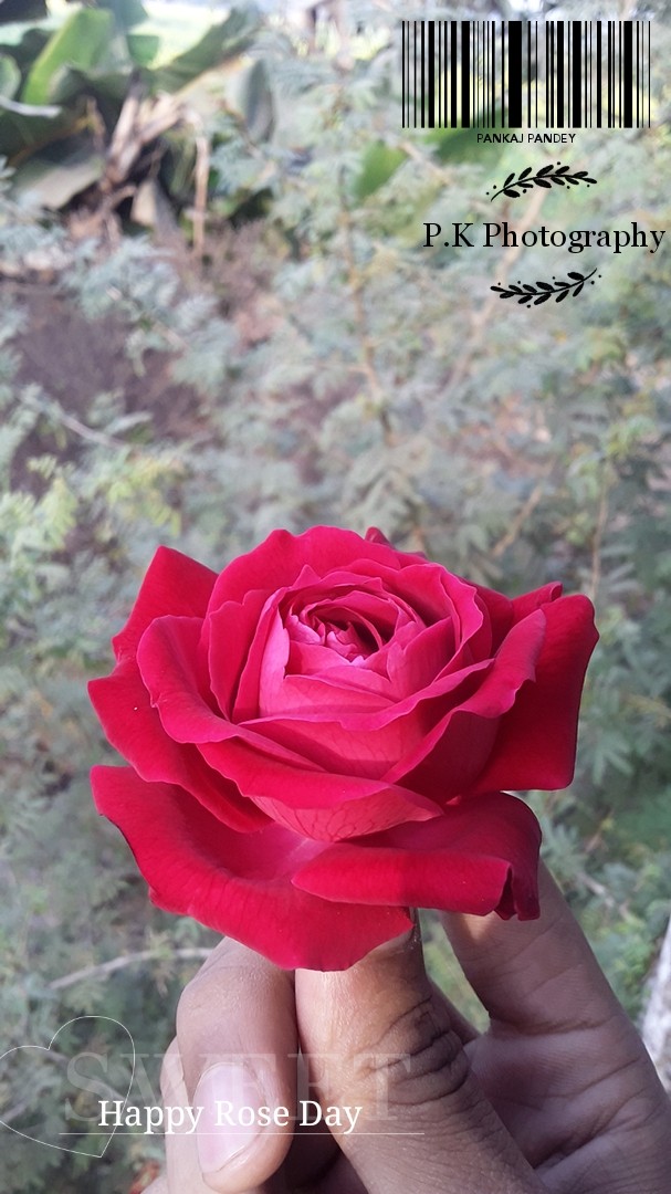 rose flower pictures Valentine Day