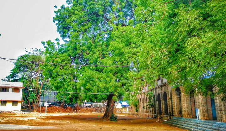 big tree