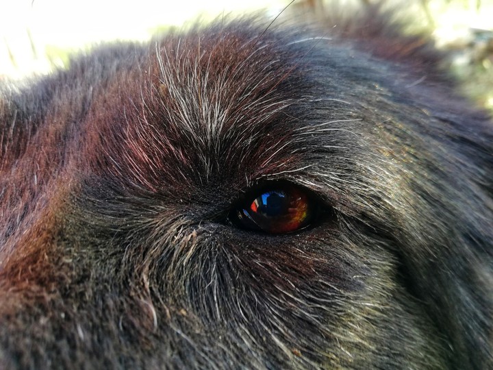 my very old dog