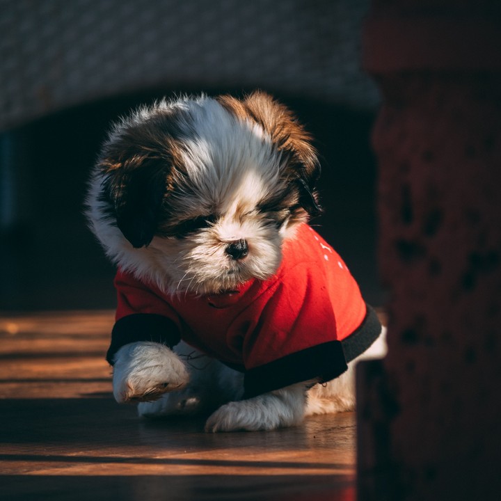 Cute Puppy