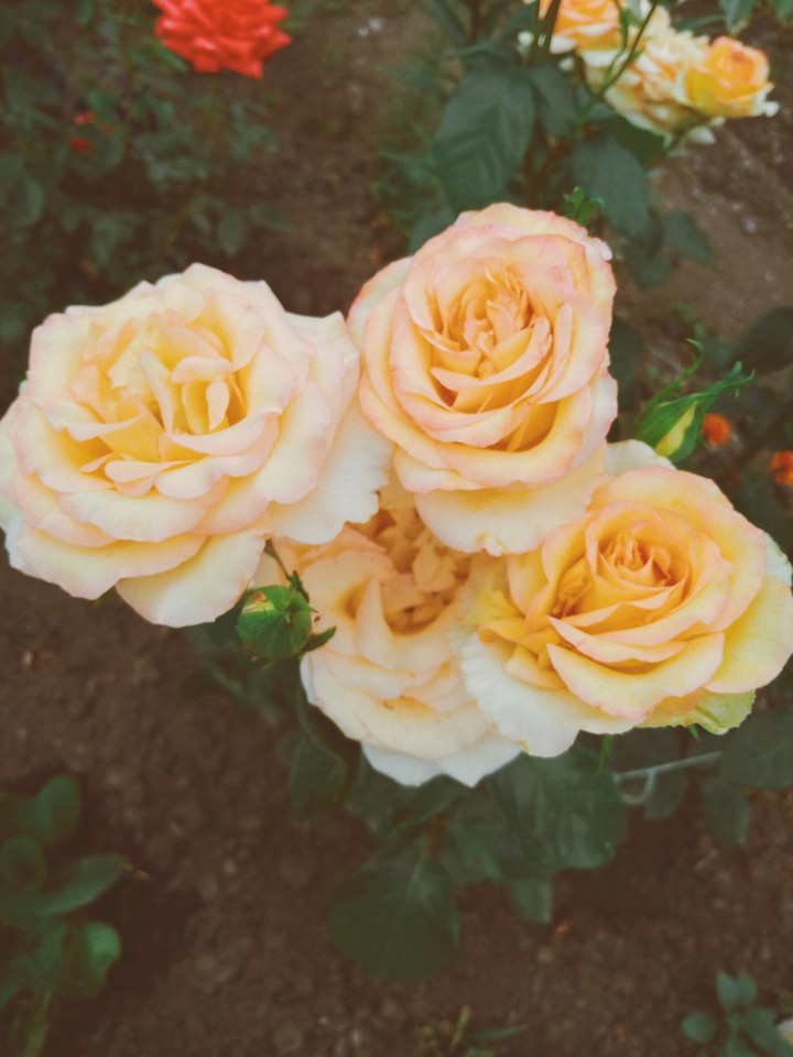 rose