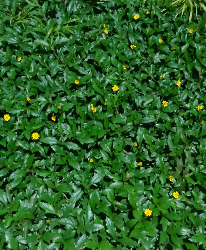 love for green