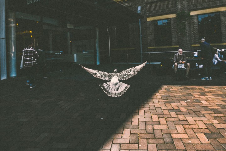 Bird