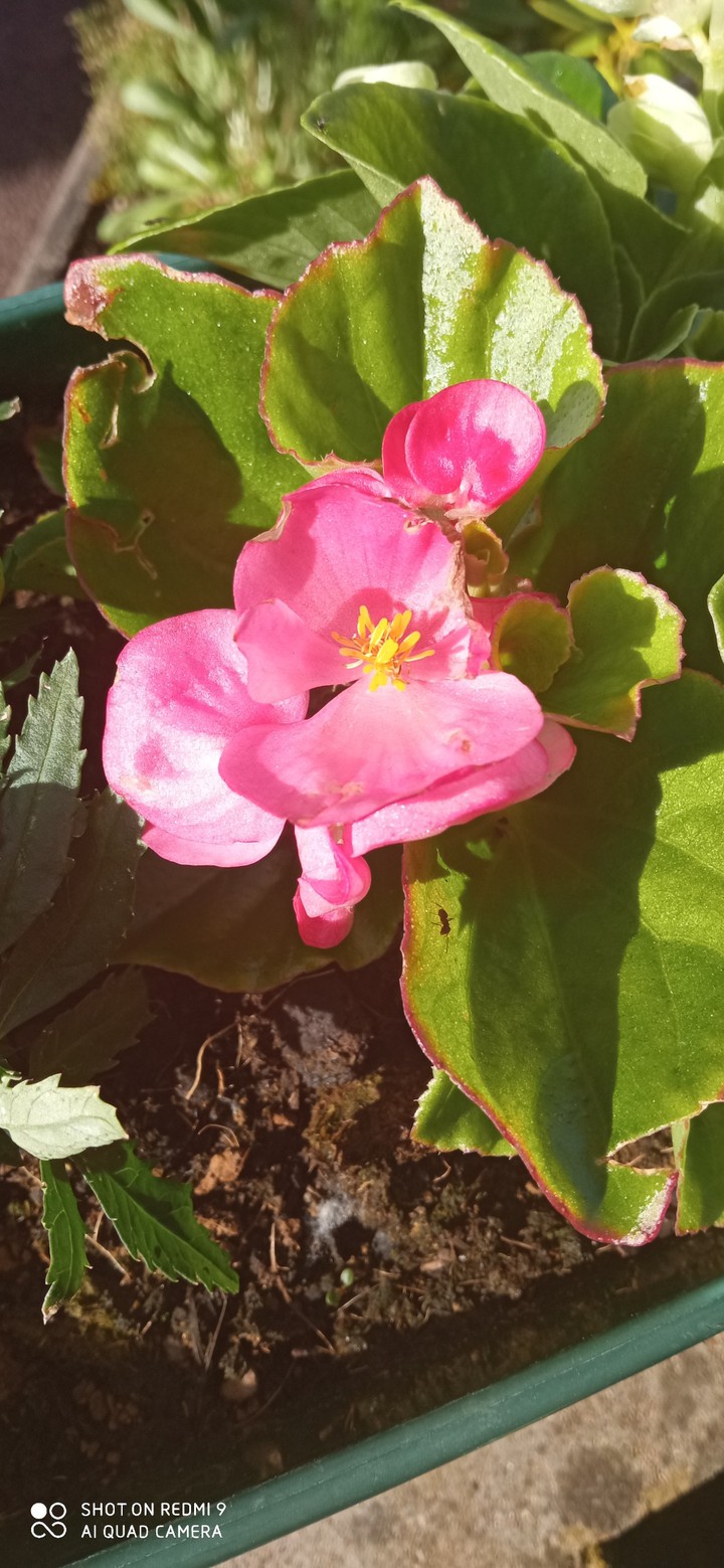 fleure rose