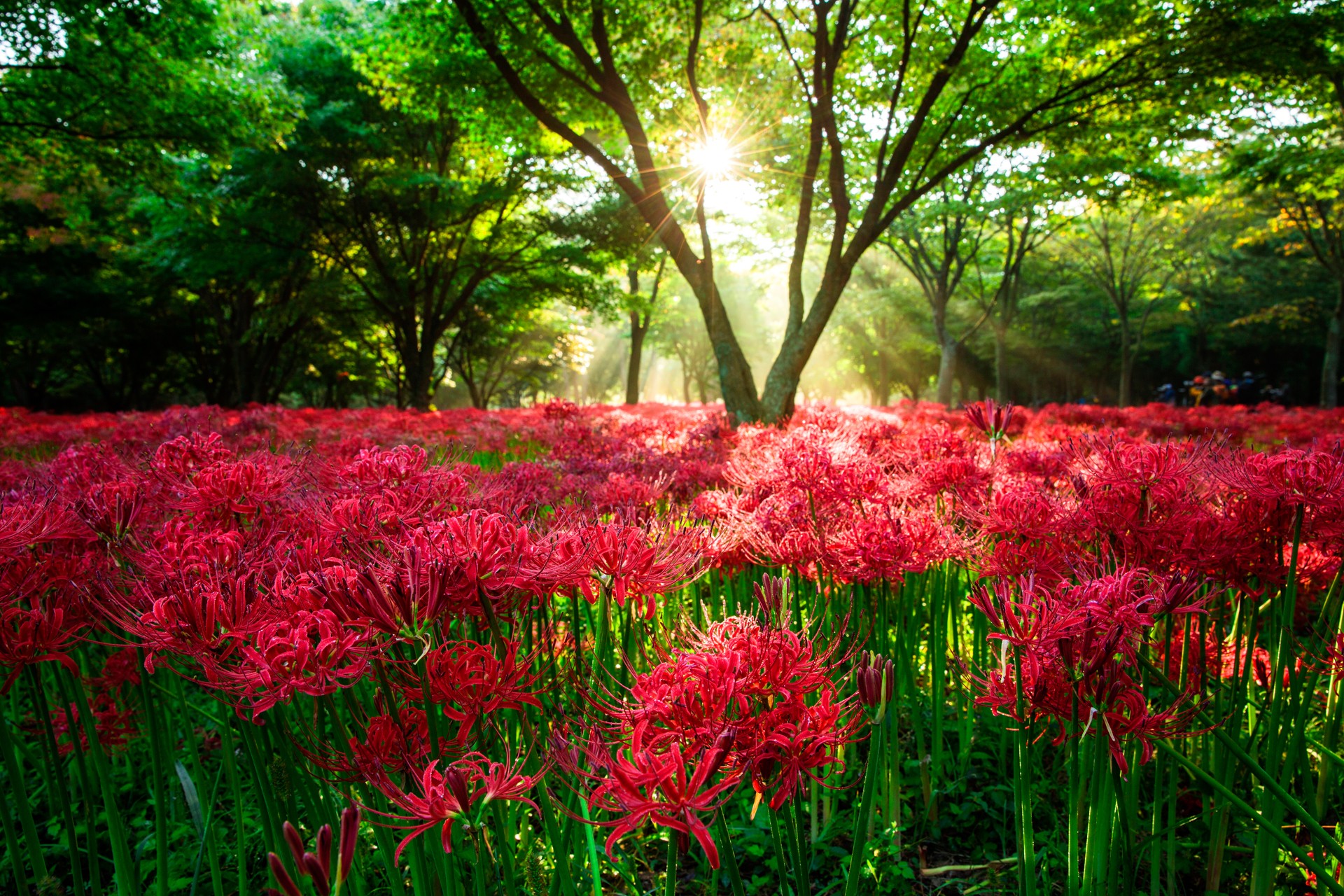 Flowers in Forest