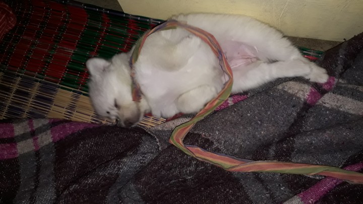sleeppy