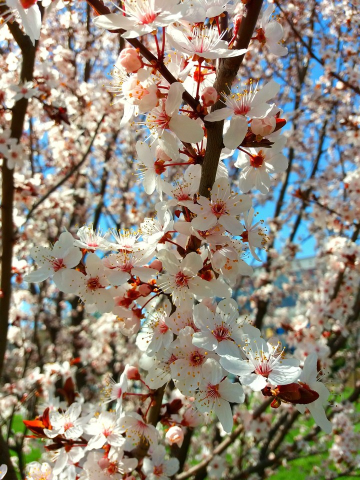 Spring