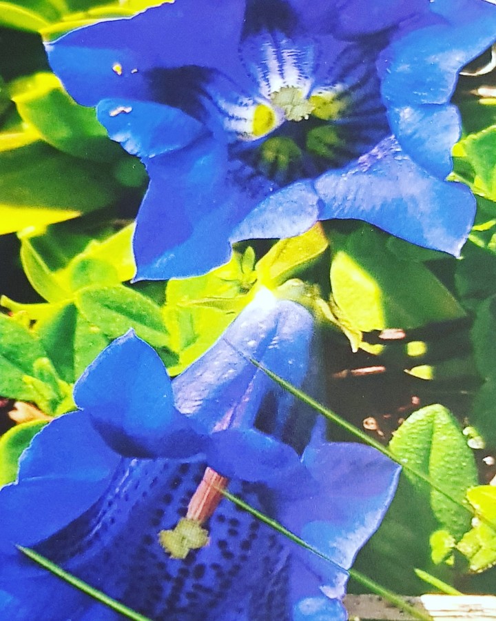 merveille du monde