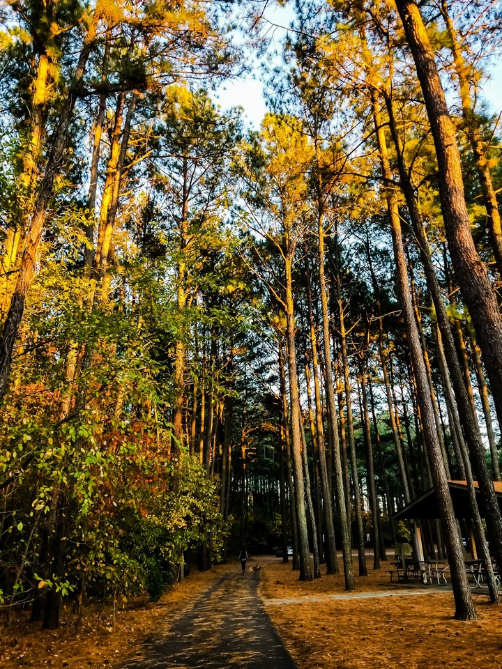 woods