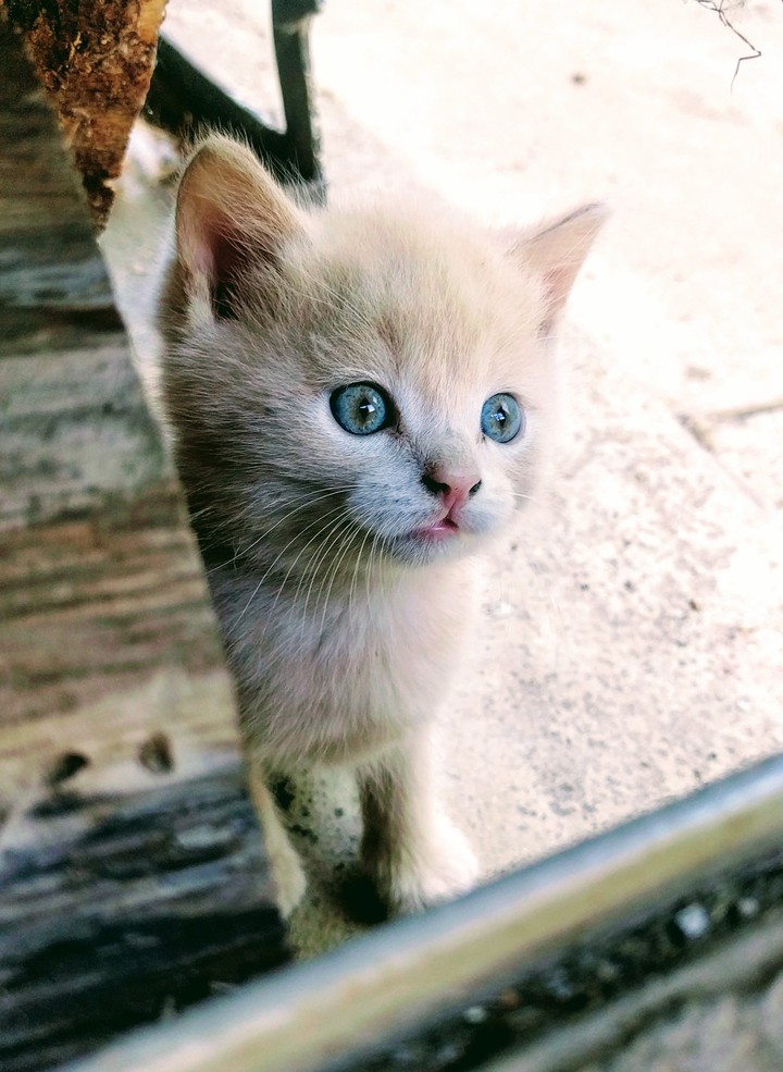 Котейка