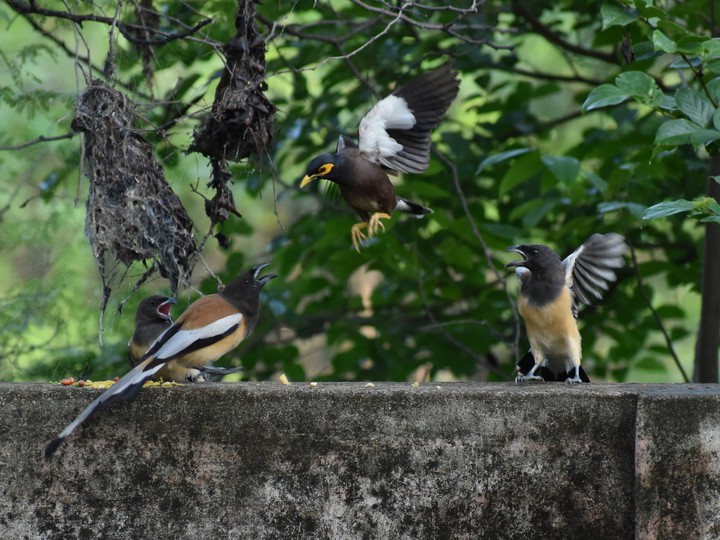 family birds