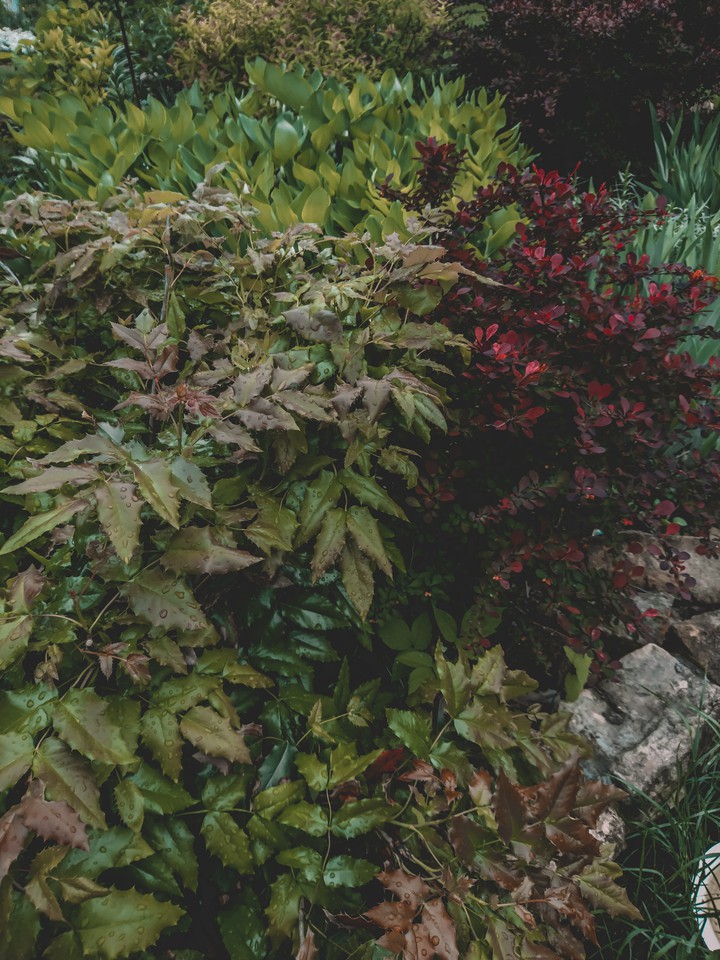 Plants