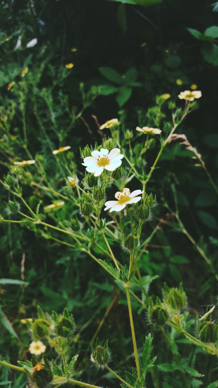 Wildflower