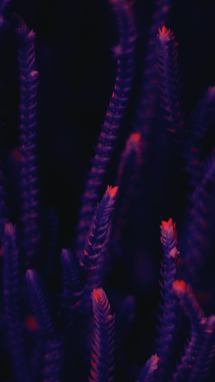 violet