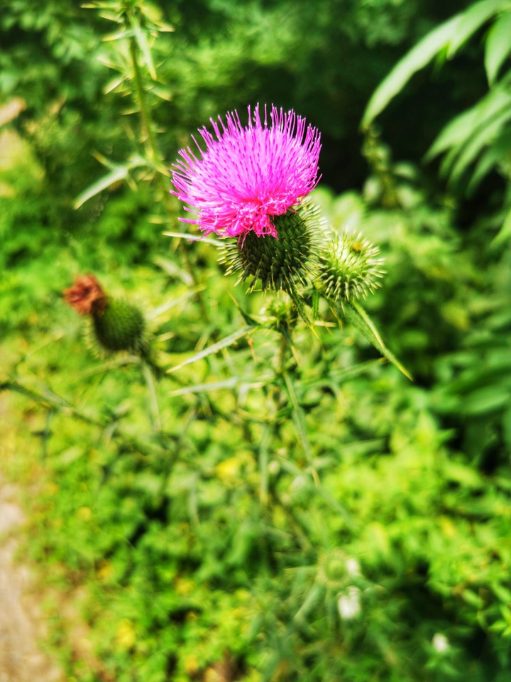 beautiful thorny flower