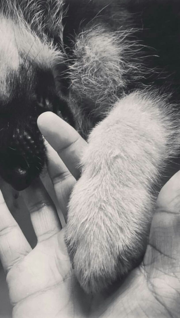 paw 