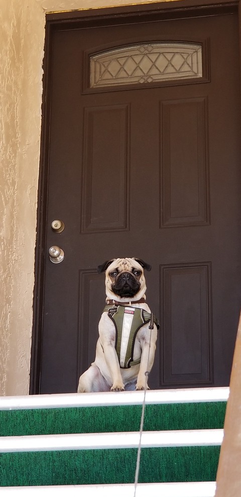 pug