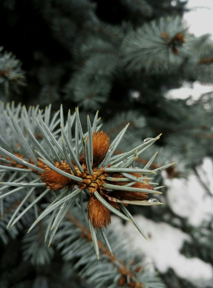blue spruce