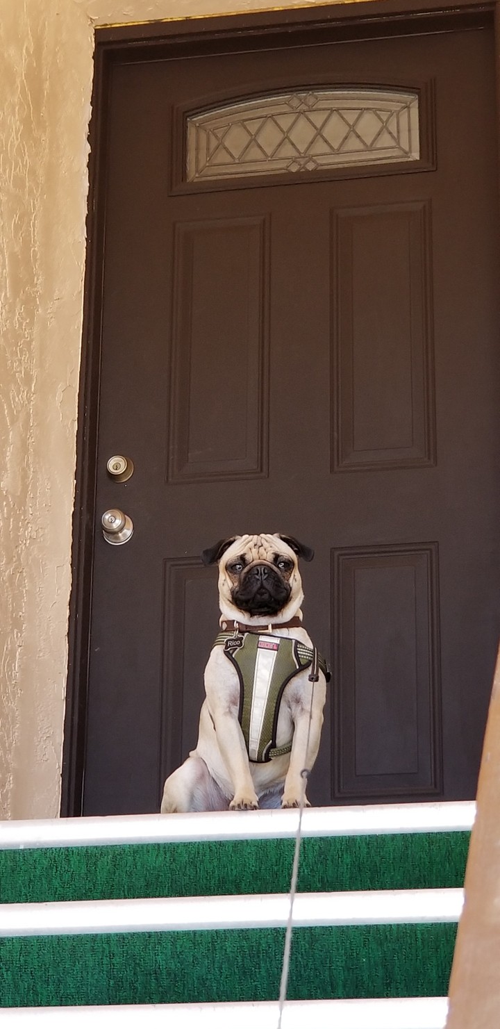 pug