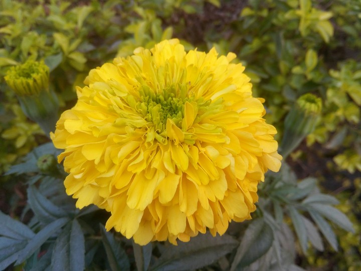 Indian Marigold