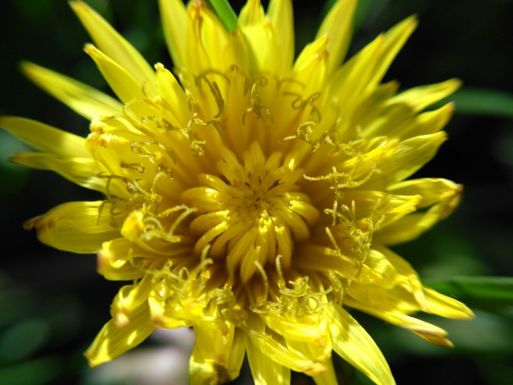 #flower #park