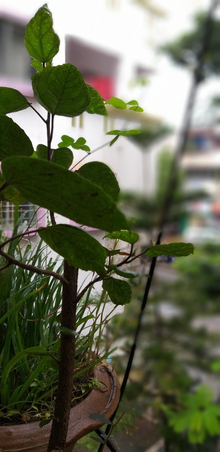 in the balcony 4