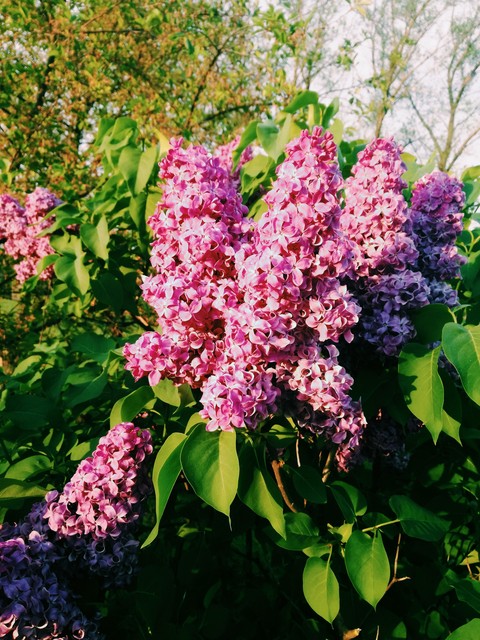 shrub, bez wallpapers