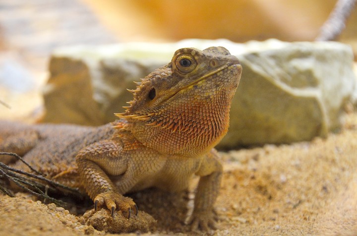 Bartagame