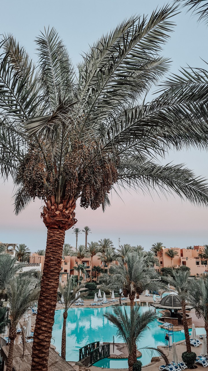 Palm