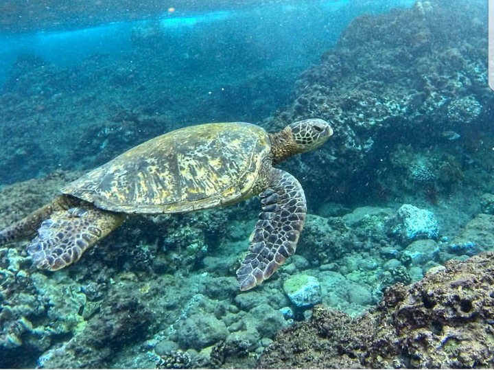 Swimming with Turtles