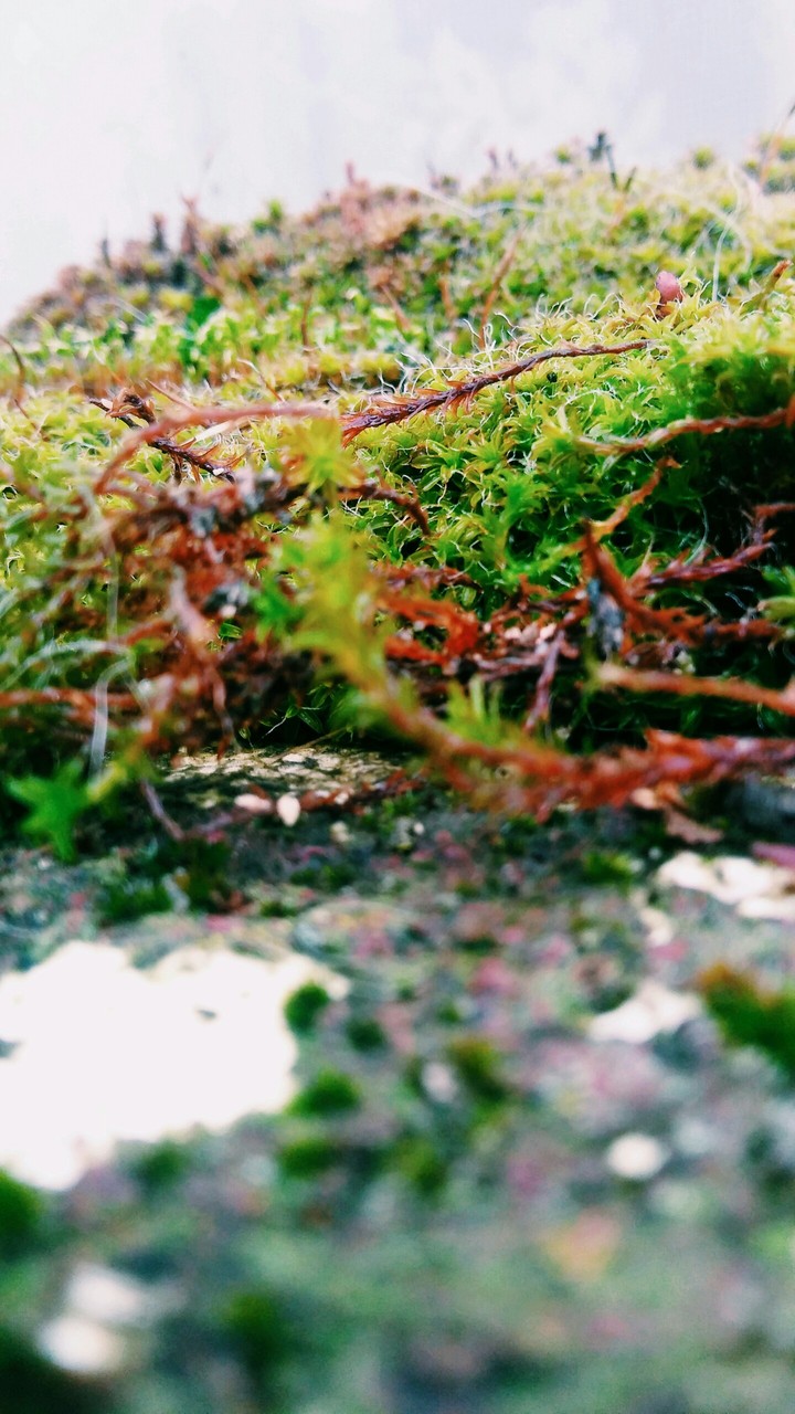 Nature