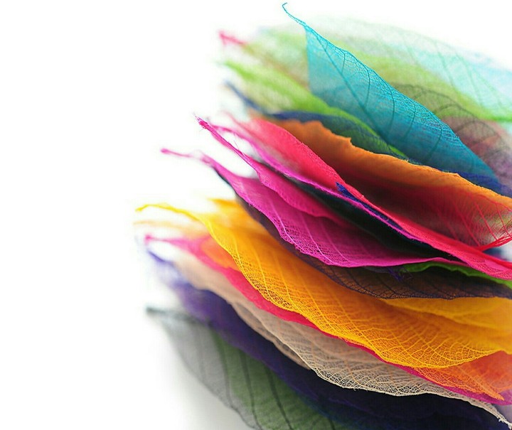 colorful leaves