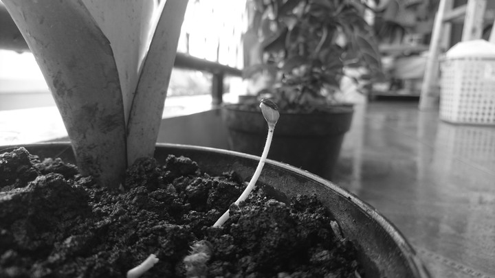 Grow