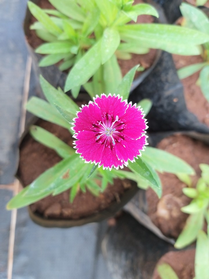 Pink Star