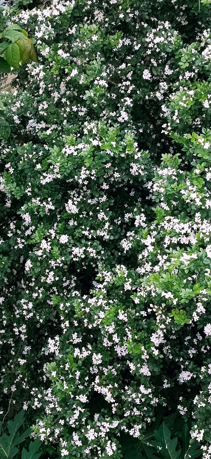 murraya paniculata