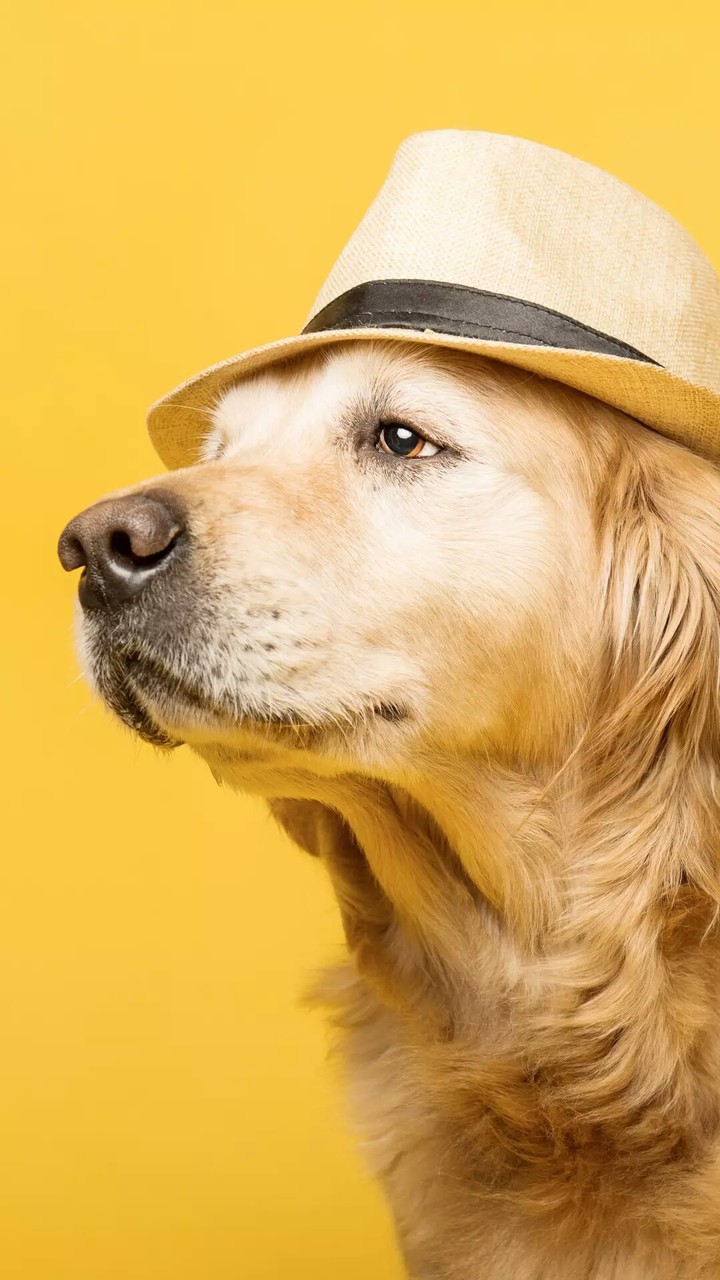 The pet love