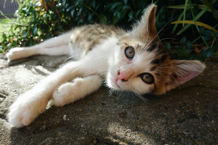 Kitty cat