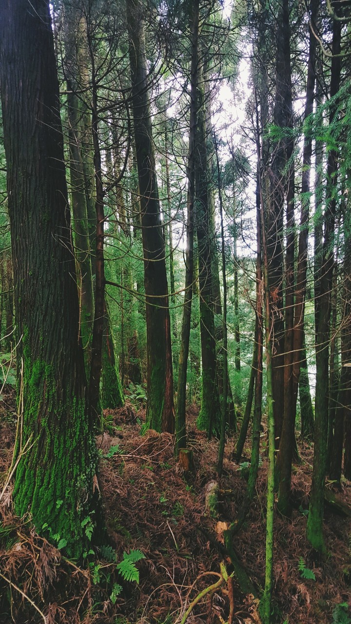 trees full of life
