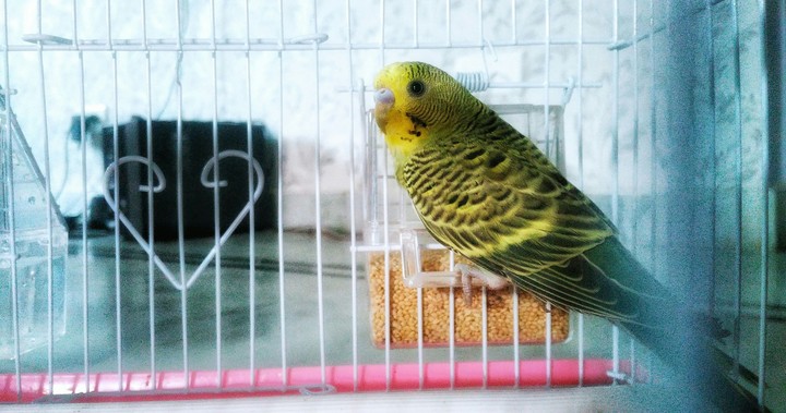 green parakeet