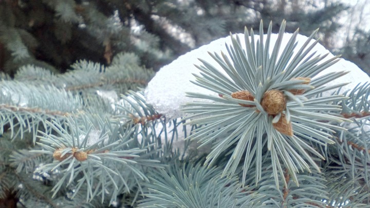 snowy tree