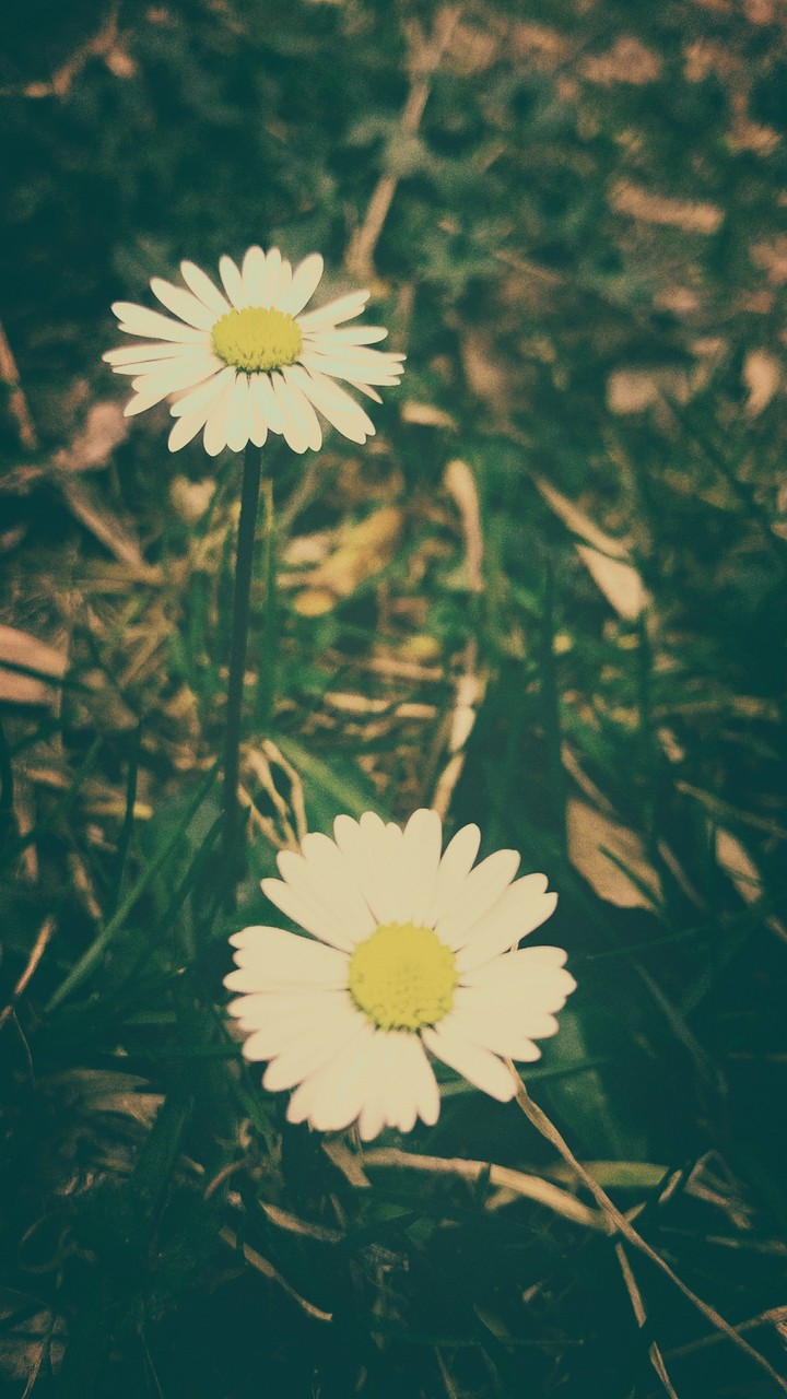 Daisy family