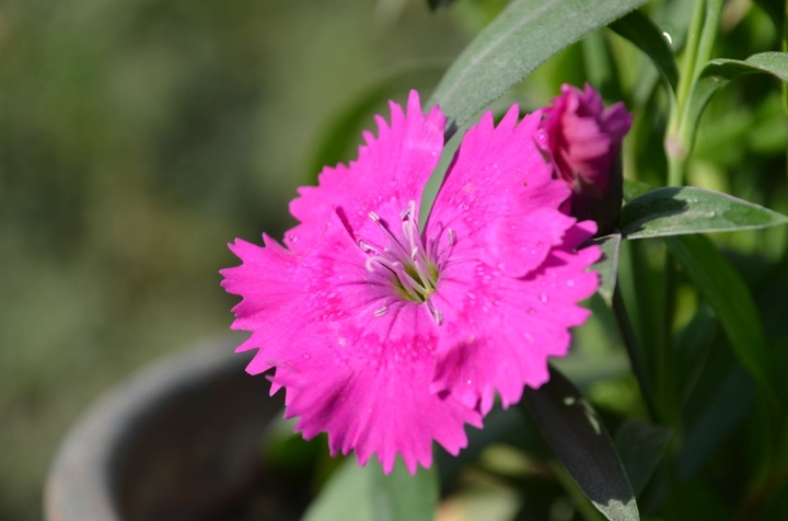 Pink Flower