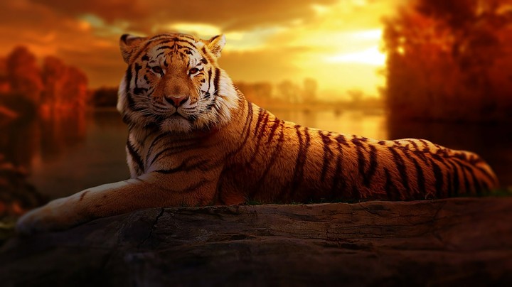 tiger