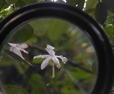 plant, wheel wallpapers